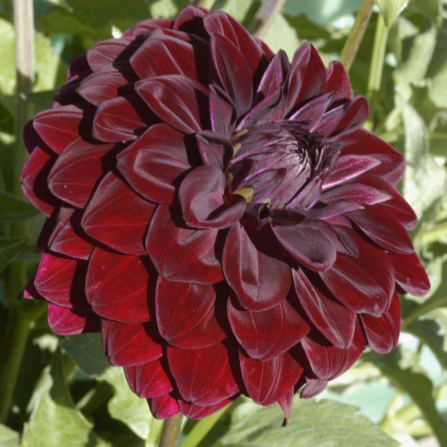 Black Beauty (Dahlia Pinnata) Seeds - Click Image to Close